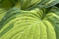 Green big hosta leaves with transparent water drops after spring rain. Textured green leaves. Close up view. Royalty Free Stock Photo