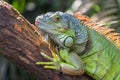 A green big iguana is lying on a tree branch Royalty Free Stock Photo