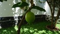 A green big lemon on a tree in the garden on a sunny day isolated close-up Royalty Free Stock Photo