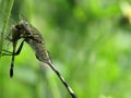 green big mature dragonfly with black stripe eating it same species for lunch