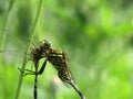 green big mature dragonfly with black stripe eating it same species for lunch