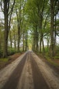 Green big oaks standing alongside dirt sand road in forest landscape Royalty Free Stock Photo