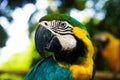 Green big parrot sitting on the branch and looking at camera Royalty Free Stock Photo