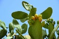 Green big prickly pear cactus with fruits and spikes against blue sky on Sicily in summer Royalty Free Stock Photo