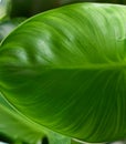 Green big round leaf on macro