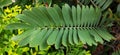 Green big and thick Fern Leaf