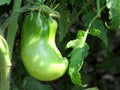 Green big tomato closeup Royalty Free Stock Photo