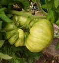 Green big tomatoe and green leaves, plant Royalty Free Stock Photo