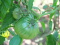 Green big tomatoes closeup Royalty Free Stock Photo