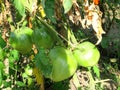 Green big tomatoes closeup Royalty Free Stock Photo