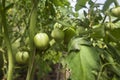 Green big tomatoes Royalty Free Stock Photo