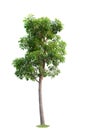 Green Big tree isolate on white background. Illustrations for various scenery in the forest Royalty Free Stock Photo