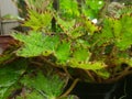 Green bigonia plant. Bigonia garden in the garden Royalty Free Stock Photo