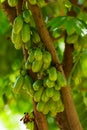 Green Bilimbi