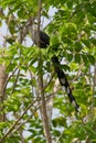 Green-billed Malkoha