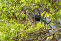 Green-billed Malkoha on a branch on a green background