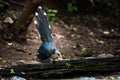 Green billed Malkoha on branch in the forest