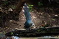 Green billed Malkoha on branch in the forest