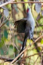 Green-billed malkoha eating a moth