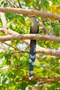 Green-billed Malkoha