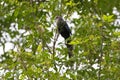 Green-billed malkoha, non-parasitic cuckoo bird perching on tree