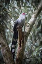 Green-billed Malkoha(Phaenicophaeus tristis)