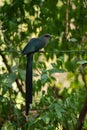 Green-billed malkoha in the rain forest