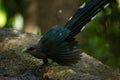 Green-billed malkoha in the rain forest