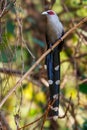 Green-billed malkoha standing on a branch