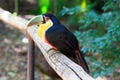 Green-billed (Red-breasted) toucan Royalty Free Stock Photo