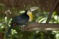 Green-billed toucan, Foz de Iguacu, Brazil