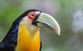 Green Billed Toucan