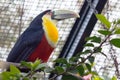 The green-billed toucan