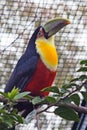 The green-billed toucan