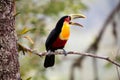 green-billed toucan with open beak Royalty Free Stock Photo
