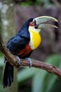 The green-billed toucan Ramphastos dicolorus,, is found in southern Brazil