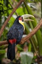 The green-billed toucan Ramphastos dicolorus,, is found in southern Brazil