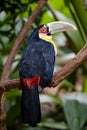 The green-billed toucan Ramphastos dicolorus,, is found in southern Brazil