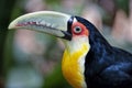 The green-billed toucan Ramphastos dicolorus,, is found in southern Brazil