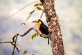 Green-billed toucan