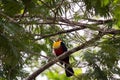 Ramphastos dicolorus toucan sitting on tree