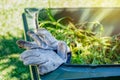 Green bin container filled with garden waste. Dirty gardening gloves. Spring clean up in the garden. Recycling garbage for a