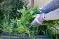 Green bin container filled with garden waste. Hands wearing gardening gloves doing spring clean up in the garden