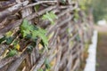A green bindweed grows on an old wicker fence made of dry branches