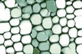 Green biological cells and membrane under the microscope