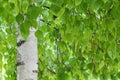 green birch branches large texture as background