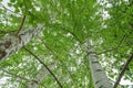 green birch branches large texture as background Royalty Free Stock Photo