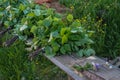 Green birch brooms for a bath close-up on a wooden bench. Rural life in Russia. Summer sunlight. Royalty Free Stock Photo