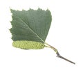 Green birch bud and leaf isolated on white background Royalty Free Stock Photo