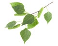 Green birch buds and young birch leaves isolated on white background. Spring birch tree Royalty Free Stock Photo